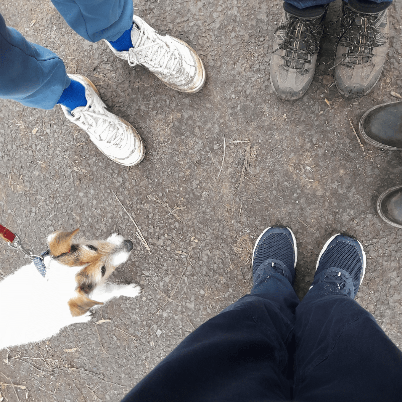 Photo captures four participants feet in trainers/walking boots with a dog in the bottom left