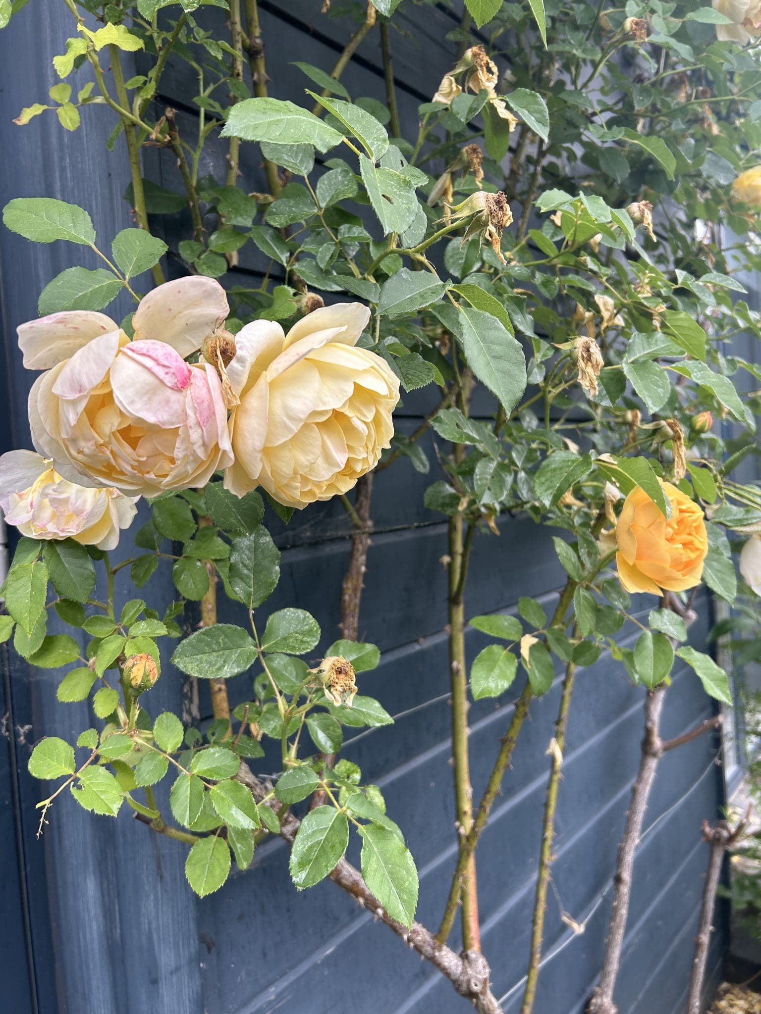 Bereavement Cafe